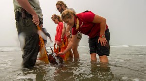 baby-whale-rescue-02