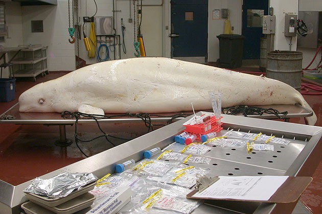 Beluga whale necropsy