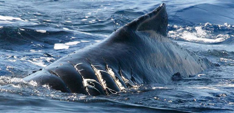 Ship Strike-photo credit NOAA | CMARA